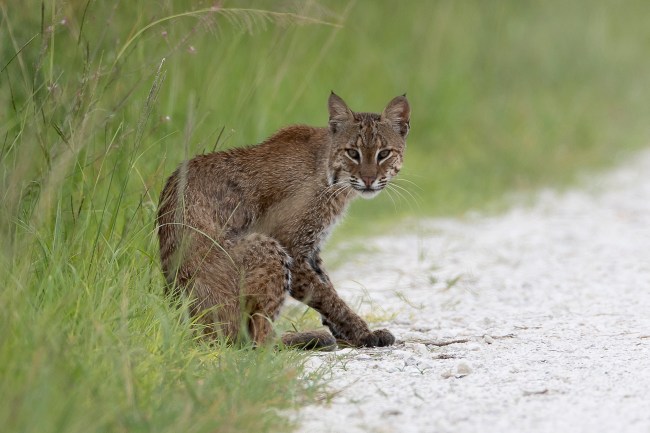 bobcat