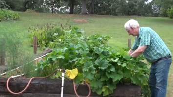 Remember The Mystery Seeds From China No One Was Supposed To Plant? This Guy Did And Grew A Massive Crop Of Something