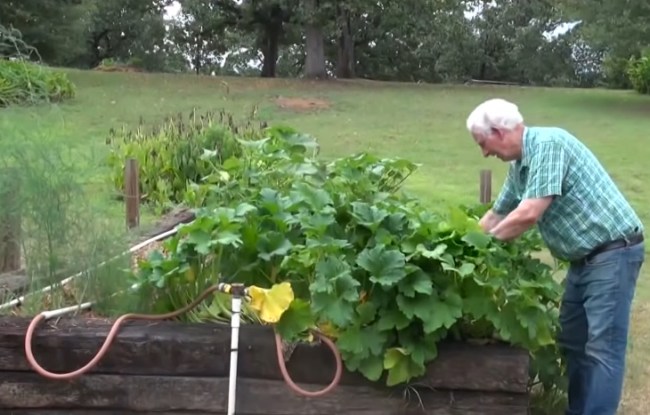 man plants mystery seeds