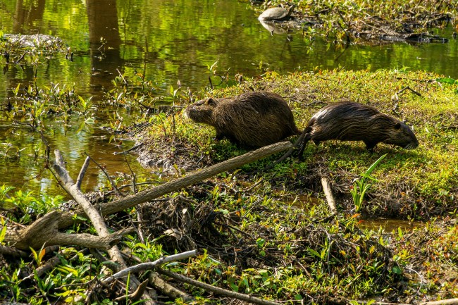 Swamp Rats Nutria