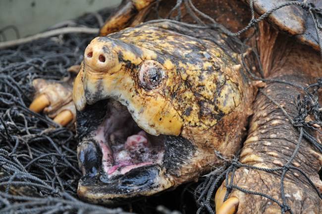 Suwannee Alligator Snapping Turtle