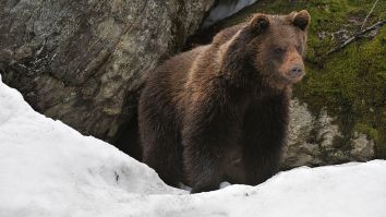 Immaculately Preserved Ice Age Cave Bear Discovered, Could Be 40,000 Years Old: ‘First And Only Of Its Kind’