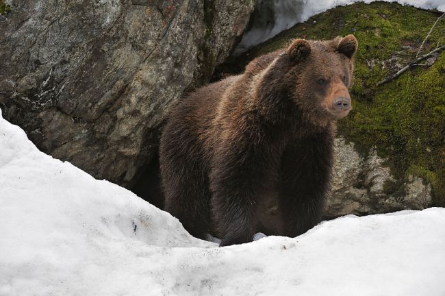 The perfectly preserved remains of an Ice Age cave bear have been discovered in the Russian Arctic, the first example of the species ever to be found with soft tissues intact.