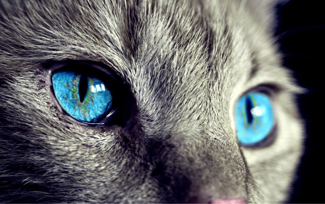 Karen Strips Naked In Gym After Not Allowed To Bring Her Cat Inside