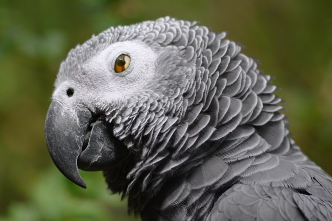 African Grey Parrot