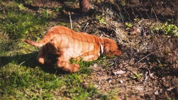 Why Dogs Like To Bury Things: It Has A Lot To Do With Food