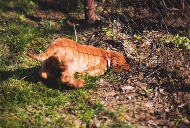 why dogs like to dig