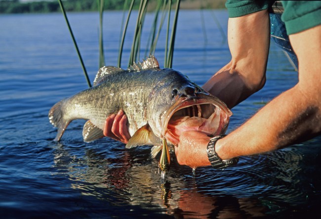 largemouth bass fishing