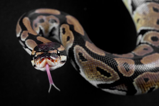 Two large pythons smashed through the kitchen ceiling of a home in the Queensland state of Australia. The male snakes were fighting over a female snake.