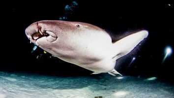 Nurse Shark Latches Onto Florida Man’s Arm And Refuses To Let Go Even After Getting Dragged To The Beach