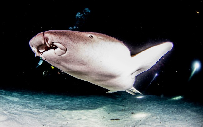 nurse shark