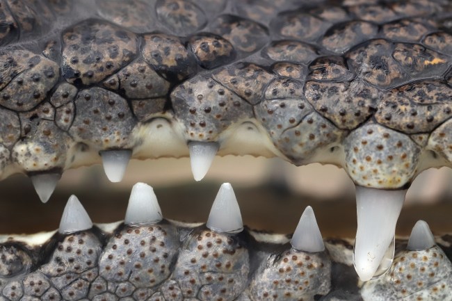 saltwater crocodile