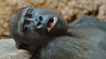 Zookeeper In Madrid Mauled By 440-Pound Gorilla Left With Two Broken Arms And Remains In ‘Serious Condition’