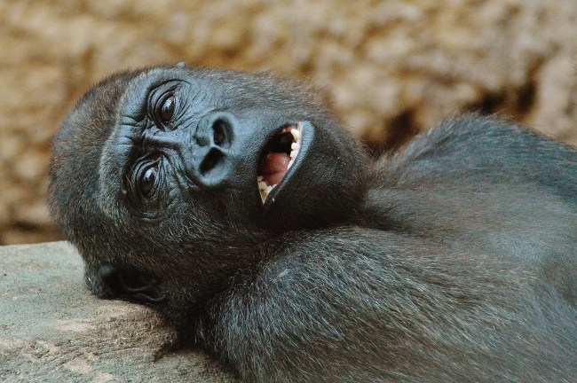 zoo gorilla