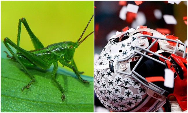 shaun wade green cricket ohio state