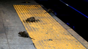 New Yorker Swallowed By Sinkhole Full Of Massive Rats And He Was Afraid To Yell Or They’d Crawl In His Mouth