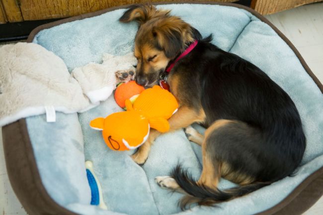 why dogs scratch their beds