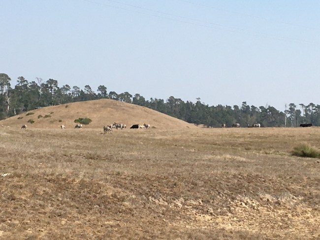 wild zebras San Simeon, California Hearst Castle