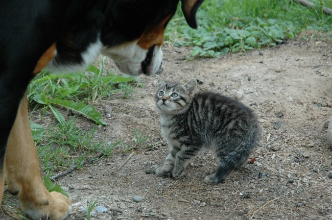 dog vs cat