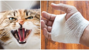It’s About Time We Re-Evaluate Our Relationship With Cats