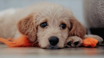 Dogs are Overrated