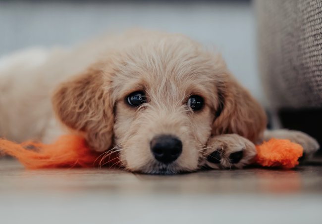 dogs are overrated
