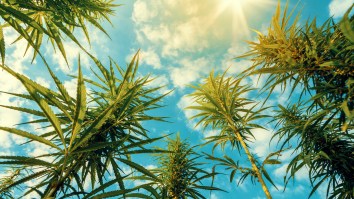 Study Found THC In Marijuana Could Be Effective In Treating Lethal COVID-19 Complications