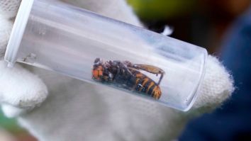 This Video Of Murder Hornets Being Vacuumed Out Of Massive Nest Will Make You Want To Stay Indoors Until Winter