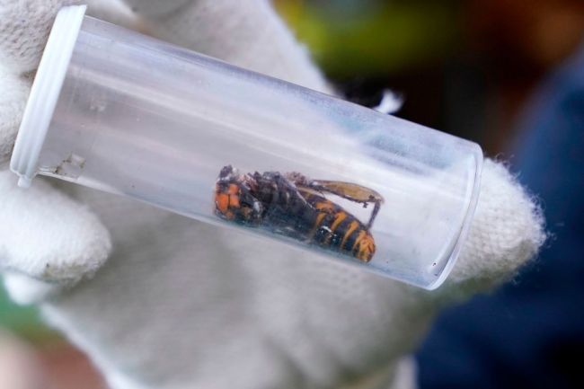 US-MURDER-HORNETS-NEST