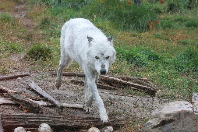 Yellowstone National Park wolves