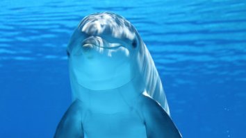 North Korea Is Training An Elite Force Of Military Dolphins According To New Evidence