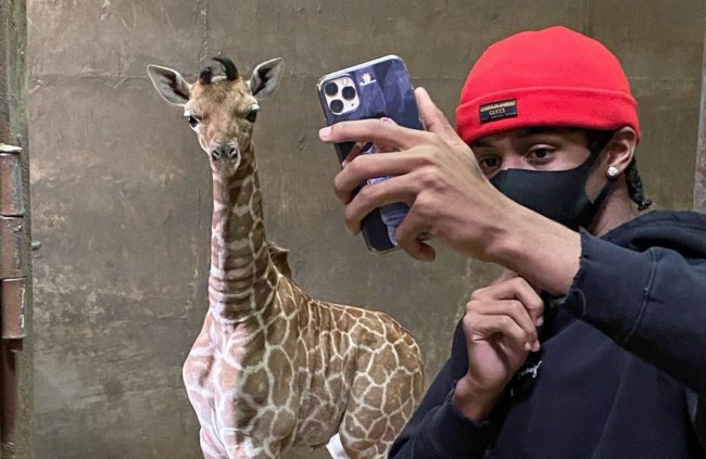 ja morant giraffe memphis zoo