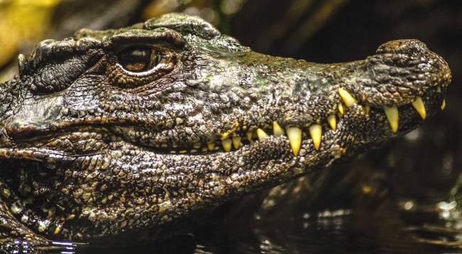 Golfer With Death Wish Grabs Ball Sitting On An Alligator In Florida