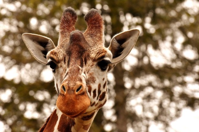 giraffe