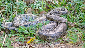 Python Attacks Puppy Until Aussie Woman Goes All ‘Oh Hell Nah’ And Saves The Day