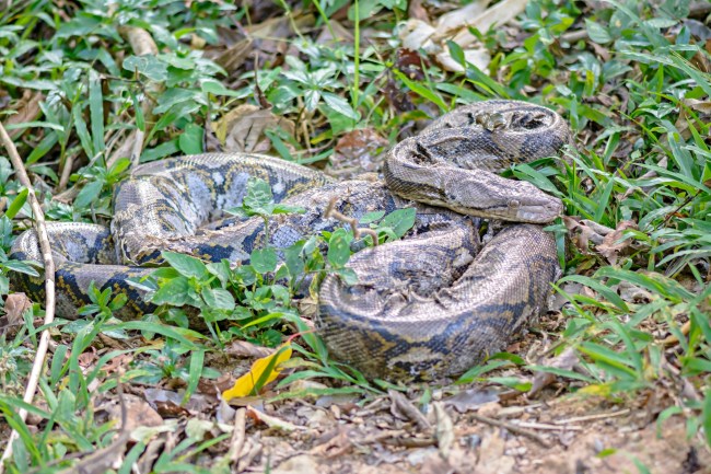 carpet python