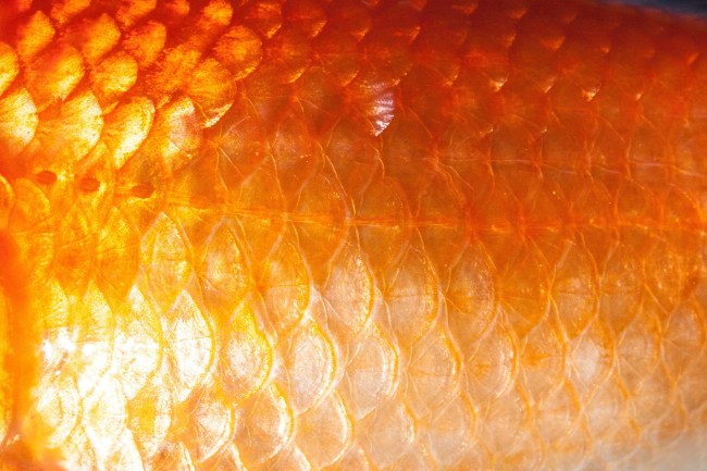goldfish scales up close