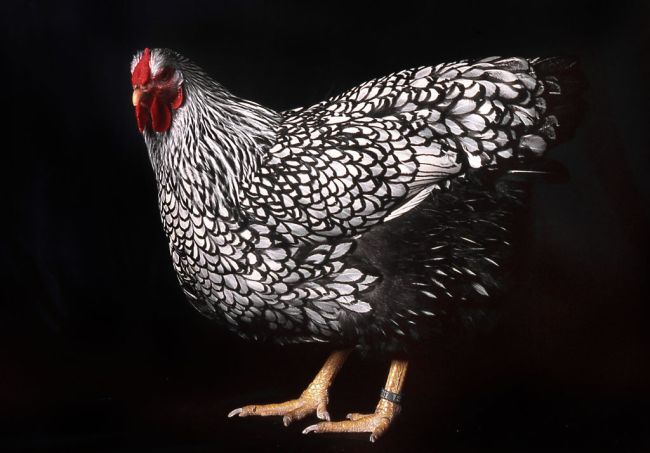 PETA upset over animal words such as rat and chicken, the internet reacts. 