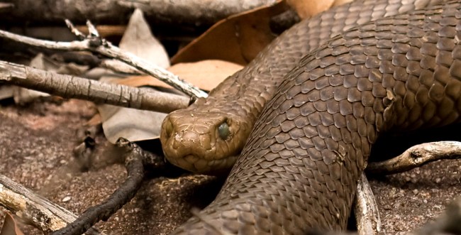Scientists Discover Snakes Can Turn Their Bodies Into Lassos To Climb