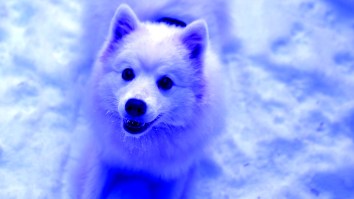 Mysterious Bright Blue Dogs Have Suddenly Appeared, Roaming The Streets In Russia