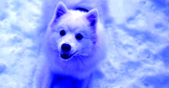 Bright Blue Dogs Have Suddenly Appeared Roaming The Streets In Russia
