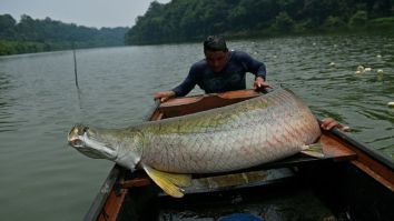 Arapaima, A Predatory Fish Native To The Amazon, Washes Up On Shore Of Florida River