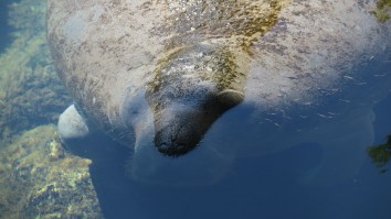 Drone Footage Captures 170 Manatees Chilling Out With Some Dolphins In Florida