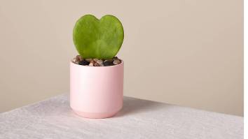 21 Unique Valentine’s Day Gifts – Ranking The Best Damn Gifts For Her