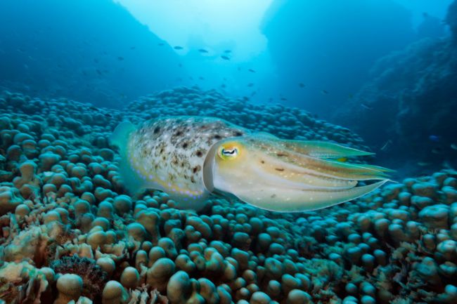 A Cephalopod Has Passed a Cognitive Test Designed For Human Children