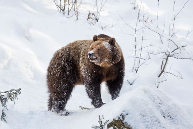 Brown Bear In The Snow