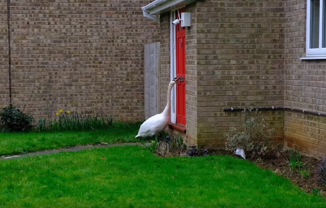 Swan Knocking On Doors UK