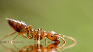 This Bizarrely Captivating Time-Lapse Of Ants Demolishing A Tangerine Is The Only Thing I Can Think About Today