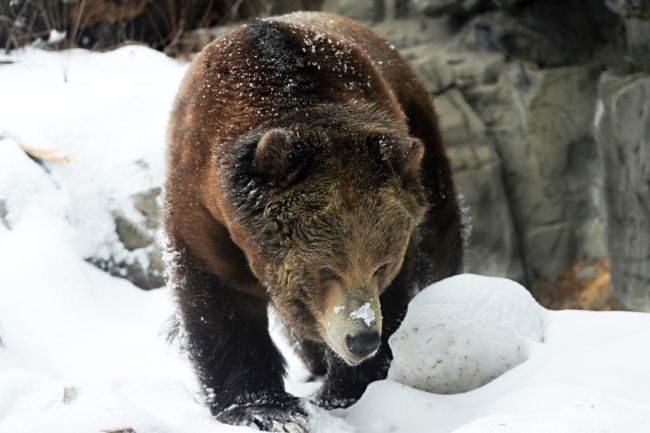 cocaine bear movie