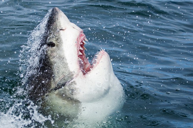 Shark Week Gift Ideas